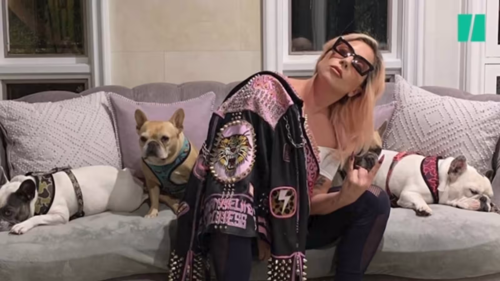 Rs 20 millions de récompense pour retrouver 2 chiens