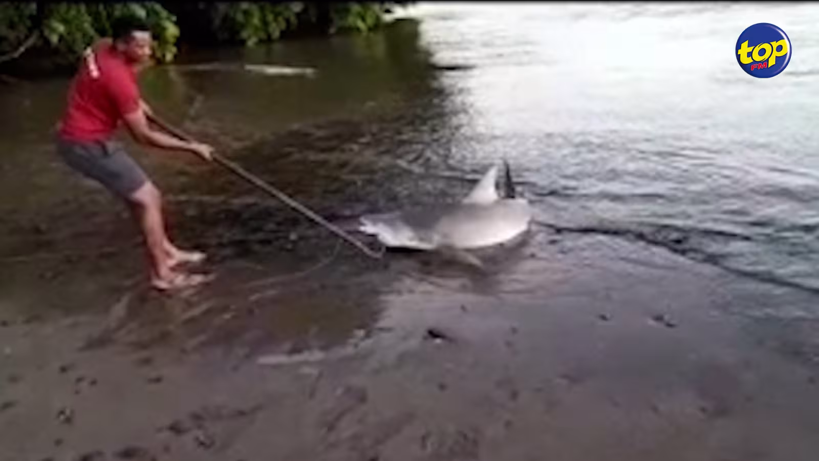 À Souillac : un requin bouledogue pêché et tué par un groupe d’individus