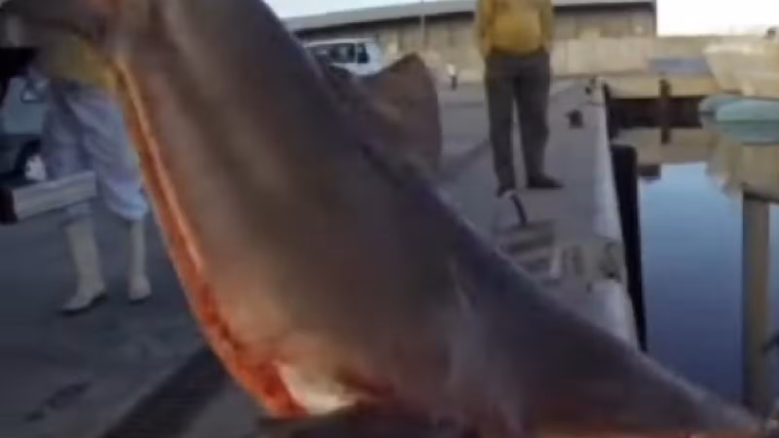 Présence des requins : pêcheurs et plaisanciers attirent l’attention sur une ferme marine dans le sud