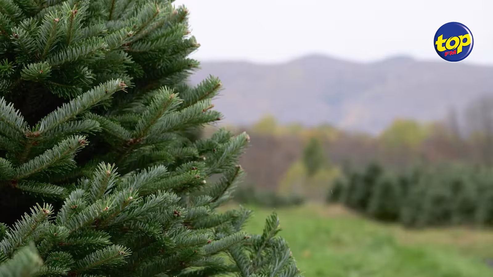 Noël : Les sapins en vente du 20 au 24 décembre à Rs 200 l’unité