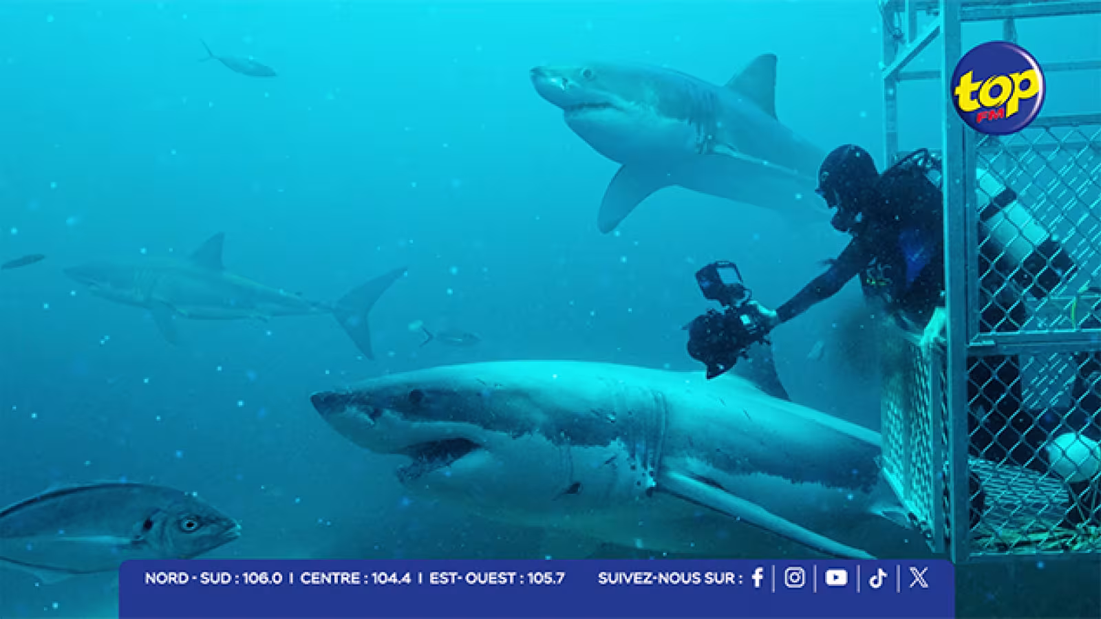 Bahamas : des requins testés positifs à la cocaïne, une pollution inquiétante des océans