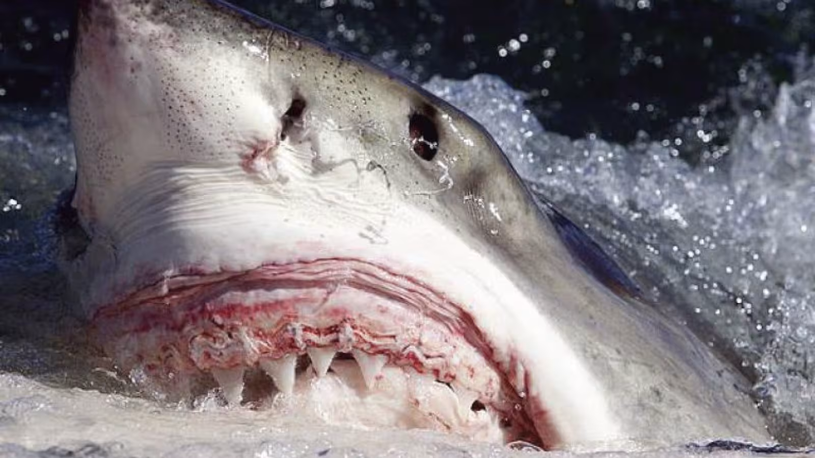 Australie : Un jeune homme mutilé par un grand requin blanc obtient une chance inespérée