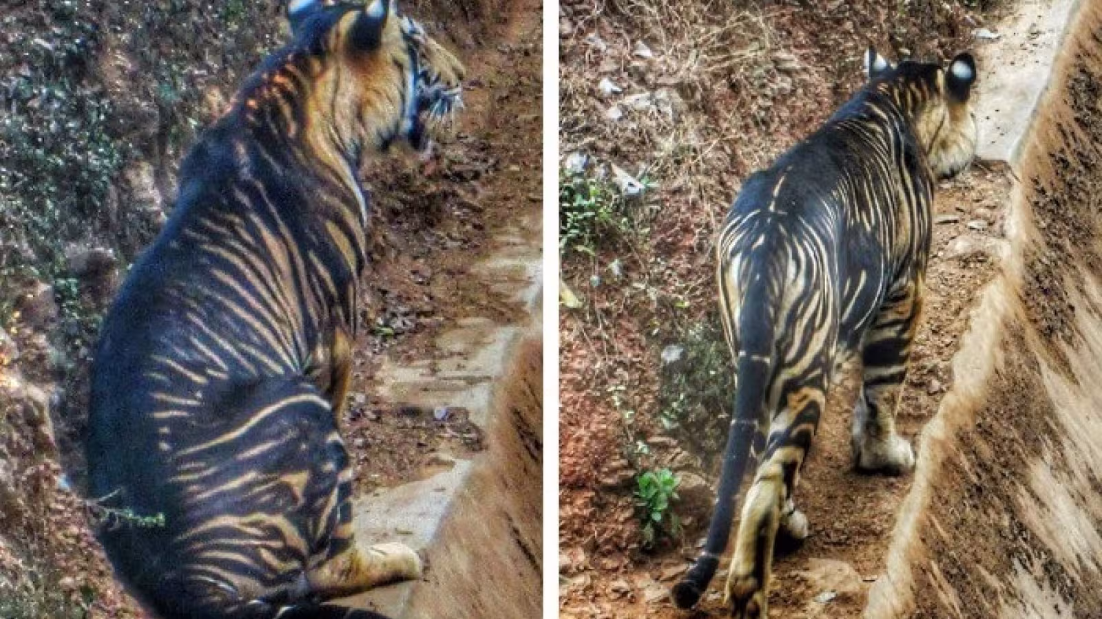 Un magnifique et rarissime tigre noir repéré en Inde