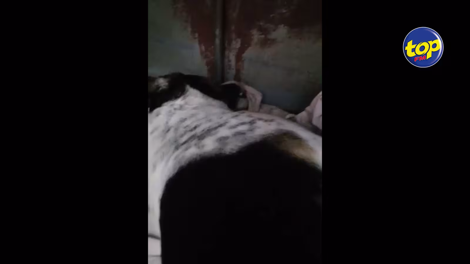 Bonnes nouvelles concernant le chien malade et abandonné à Port-Louis: surnommé Newton ,il a été secouru et transporté chez le vétérinaire