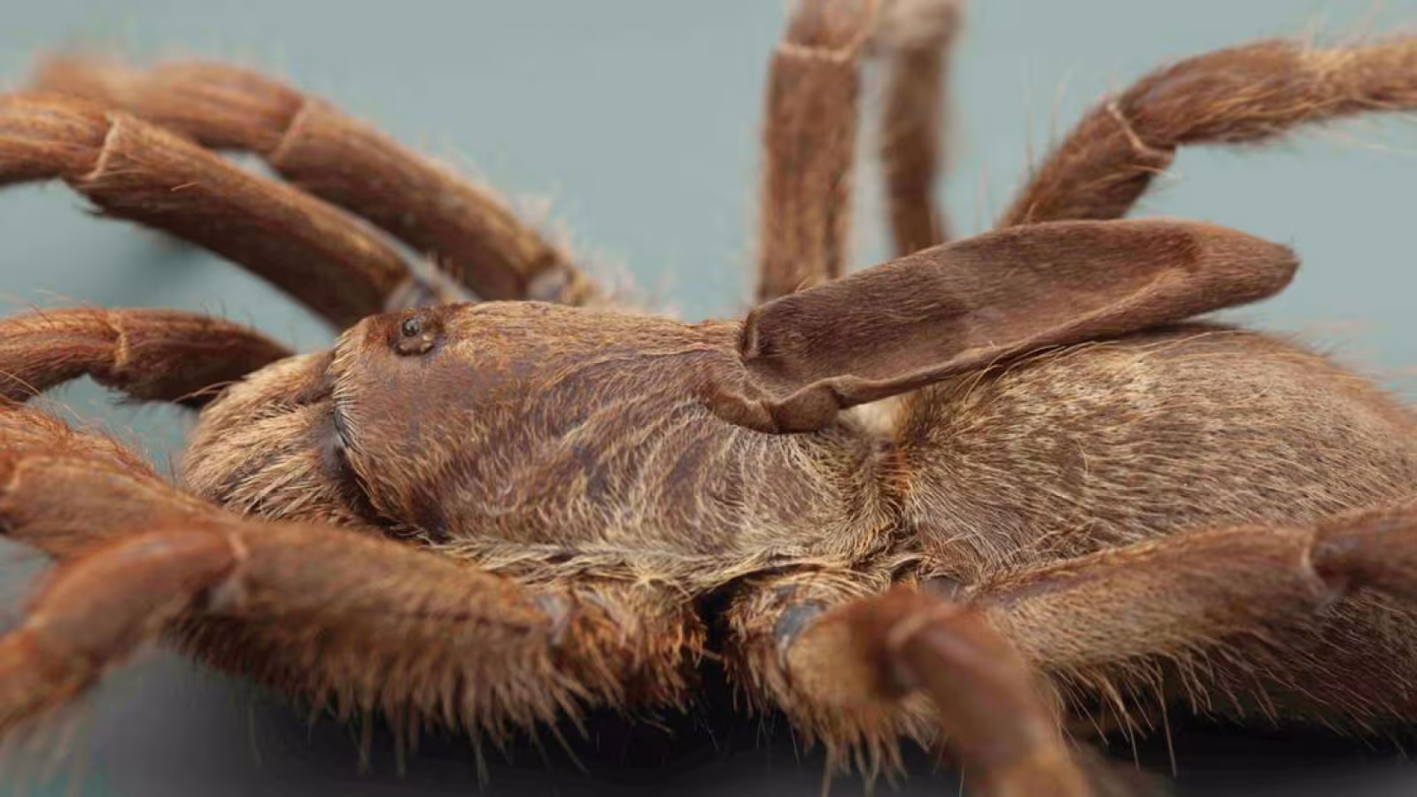 L’Europe face à une invasion d’araignées, dont la mortelle mygale