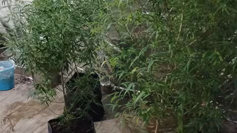 À Quatre-Bornes : un cultivateur de cannabis arrêté 
