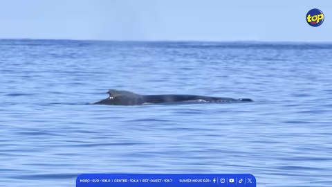 Au large de Poudre d’Or : L’Indian Ocean Marine Life Foundation exprime ses inquiétudes après la découverte d’une carcasse de cachalot… des tentatives en cours en vue de confirmer l’identité du cétacé