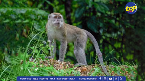 Rejet d’une pétition par le Fish and Wildlife Service des États-Unis : Les macaques à longue queue échappent à la liste des espèces en voie de disparition