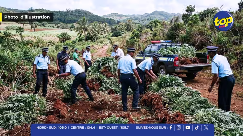 Chamouny et Surinam : 392 plants de cannabis déracinés lors de deux opérations policières