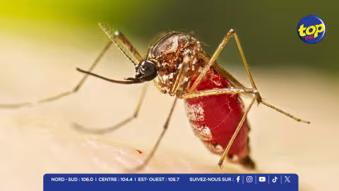 Chikungunya : situation alarmante dans la région de Roche-Brunes, cinq nouveaux cas recensés le vendredi 6 février