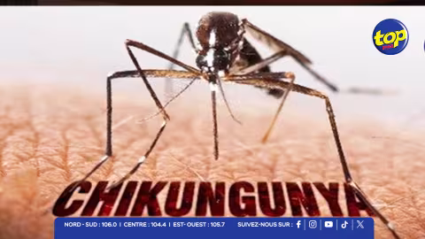 Lutte contre le chikungunya : la technique de l'insecte stérile porte ses fruits avec une baisse marquée des moustiques