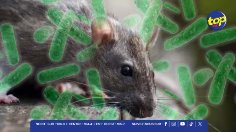 Leptospirose : un bilan préoccupant avec 20 cas recensés, 5 décès et 3 cas actifs depuis le début de l’année