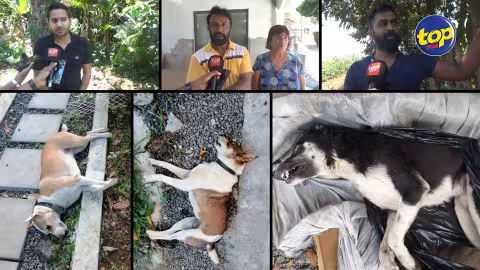 Plus de 30 chiens retrouvés morts dans la région de St Paul : Les habitants soupçonnent un acte criminel