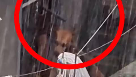 Acte inhumain et maltraitance animale  : le ou la propriétaire d’un chien l’empêche de se mettre à l’abri, malgré ce temps pluvieux et orageux