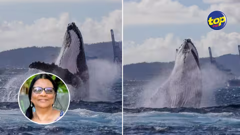 Une baleine vue dans le port à Maurice ; La Platform Moris Lanvironnman tire la sonnette d’alarme : « Ena beaucoup menaces et risques pu sa bane zanimaux la, ki causer par trafic maritime », déplore Adi Teelock