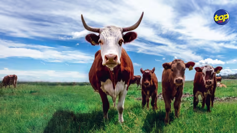 Un Animal Health and Livestock Production Bill pour bientôt