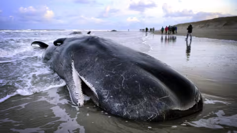 Un pêcheur thaïlandais fait fortune grâce au vomi de baleine