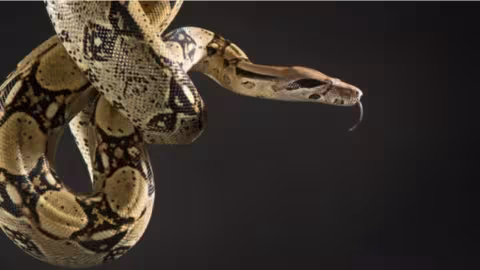 Il est étranglé et tué par son serpent de compagnie de 18 pieds de long