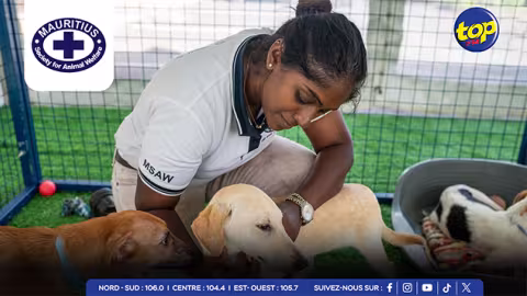Bien-être animal et santé publique : de nouvelles initiatives en faveur des chiens errants et de l'activité physique