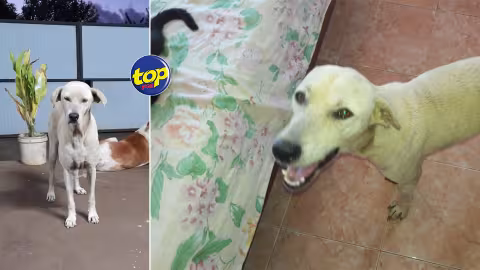 Capture de chiens par la MSAW dans des endroits stratégiques : Première victoire des militants des droits des animaux après la libération de Bingo et Boulboul