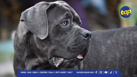 Surinam : deux chiens Cane Corso agressent des habitants, une victime dans un état critique