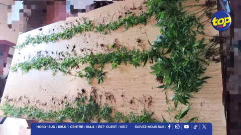 Camp Marcelin : plus de 360 plants de cannabis et près d’un kilo de drogue saisis lors d’une opération de l’ADSU