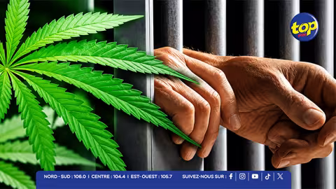Cannabis : le débat sur la légalisation relancé dans Tempo La So