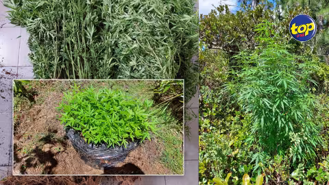 À Pétrin : 470 plants de cannabis déracinés
