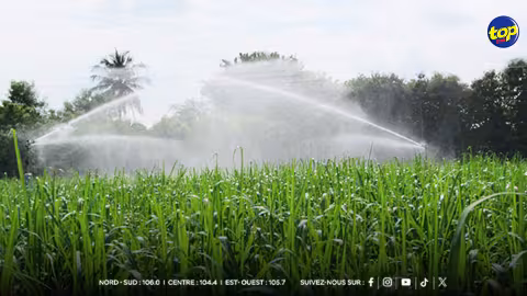 Gestion de l’eau : la CWA lève provisoirement les restrictions d’irrigation pour les champs de canne 