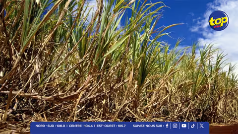 Production sucrière 2025 : nouvelle révision à la baisse, cap sur 215 000 tonnes