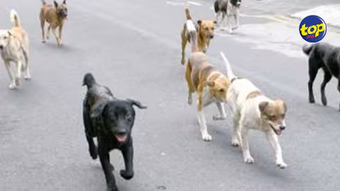 Arrêté pour avoir vendu de la viande de chien à Surinam : Vishnu Armon reste incarcéré jusqu’à sa prochaine comparution