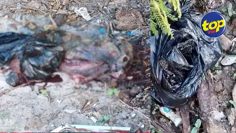 Près d’un chantier de construction à Flic en Flac : «encore un  chien découvert mort, avec les mêmes séquelles post-empoisonnement, enveloppé dans un sac