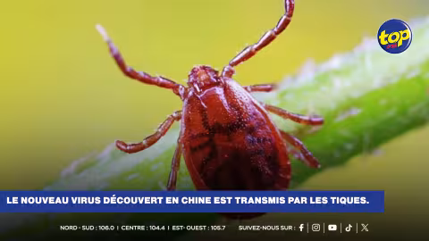 Chine : qu'est-ce que le « Wetland virus » ou virus des zones humides ? 
