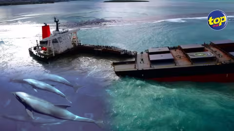 Wakashio : Il n’y a aucun lien entre les ondes sonores découlant du sabordage de la proue du vraquier et la mort des dauphins d’Electre, affirme un cadre du ministère de la Pêche