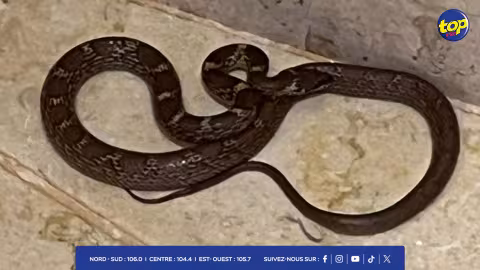 A Trou aux Biches : des touristes pensent avoir vu un serpent