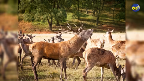 Amendes totalisant de Rs1, 4 millions imposés par la Competition Commission à cinq producteurs de cerfs pour non-respect de la loi