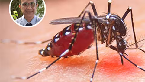 Dengue et Chikungunya : Aucun nouveau cas enregistré aujourd’hui
