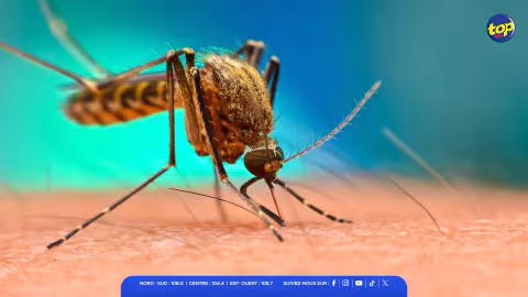 Dengue : pas de cas actif à Maurice où à Rodrigues