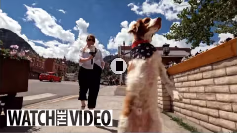Dexter le chien qui marche comme un humain fait toujours sensation sur internet