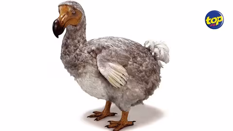 Ça fait le tour du monde : Grâce à un échantillon d’ADN, des scientifiques pensent pouvoir ressusciter le dodo