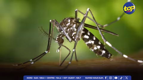 Dengue à Maurice :