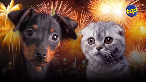 Pétarades pour le Divali : les animaux ont les oreilles sensibles, il faut assurer leur sécurité, conseille Priscilla Mootien de l’organisation Quatre Ti La Patte