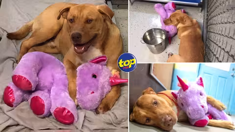Aux États-Unis : À force de voler une peluche licorne rose, ce chien errant se la voit finalement offrir par une association