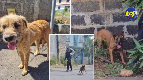 Cri du cœur des secouristes en cette journée mondiale du chien : plusieurs cas d’abandon répertoriés ,la maltraitance perdure dans le pays