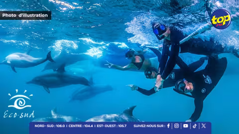 Eco-Sud lutte contre la nage illégale avec les mammifères marins : nouvelle audience le 9 Octobre 
