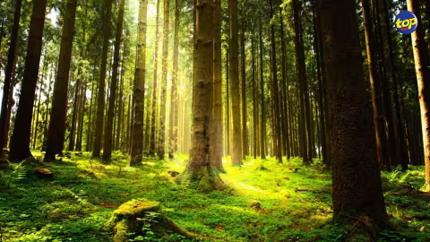 Environnement