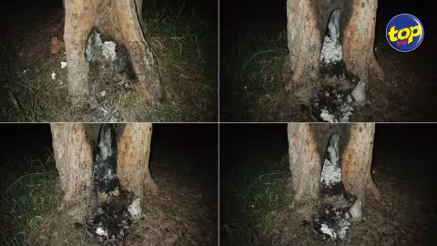 À Balaclava : Des pique-niqueurs mettent le feu à un filao, une négligence humaine vivement décriée par le fondateur de l’ONG Second Chance Animal Rescue