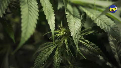 A Terre Rouge : Une certaine quantité de drogue retrouvée dans un sac dans la cour d’une fleuriste