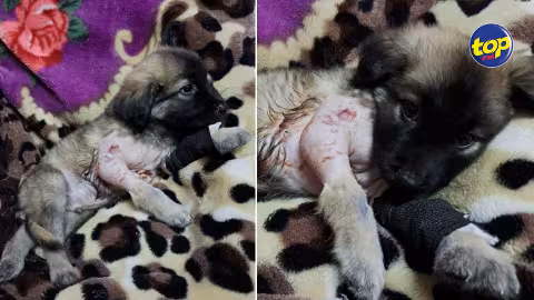 Goofy, un chiot de deux mois cruellement battu par son propriétaire, souffre le martyr : « Il y a encore trois bébés et leur maman qui sont en danger…MSAW doit intervenir aujourd’hui pour leur sauver la vie », plaide  la secouriste Pretty Saachi