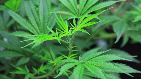 Des composés du cannabis empêchent le virus de pénétrer les cellules humaines